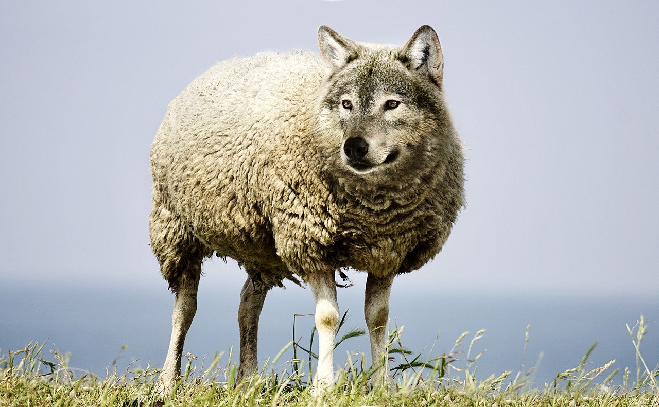 wolf-in-sheeps-clothing-g5dd0262db_1280
